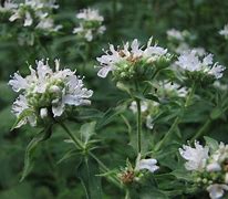 Image result for Pycnanthemum pilosum