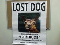 Image result for Lost Dog Funny Ex