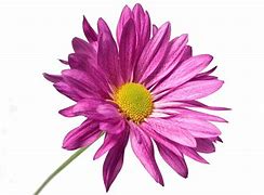 Image result for Cute Flowers with White Background