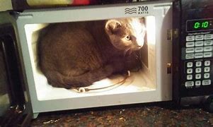 Image result for Cat Going to Microwave Meme