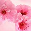 Image result for Flower Pattern iPhone Wallpaper