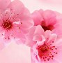 Image result for Pink Girly iPhone Wallpaper