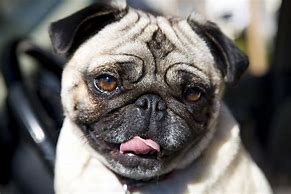 Image result for Funny Cute Pugs