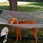 Image result for Animals Stuck in Funny Places