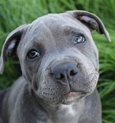 Image result for Dogs That Look Like Pit Bulls