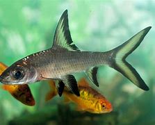 Image result for Red Tail Bala Sharks