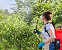 Image result for Spraying Apple Trees