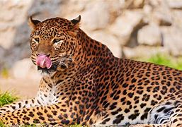 Image result for Tongue Out MMA