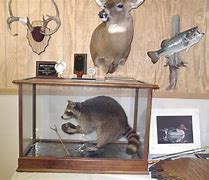 Image result for Taxidermy Otter