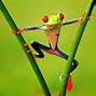 Image result for Frog PC Wallpaper