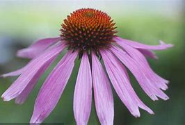 Image result for Echinacea purpurea Profusion (r)