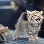Image result for Cute Meow Wallpaper