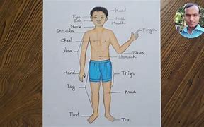 Image result for Body Parts Drawing Anatomy