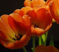 Image result for Orange Tulips