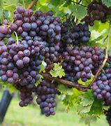 Image result for Purple Grapes Plant