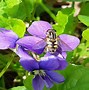 Image result for Wa Bee Like Fly