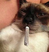Image result for Weed Eyes Cat Meme