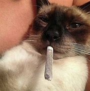 Image result for Cat Covered in Weed