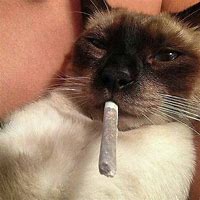 Image result for Weed Cat PFP