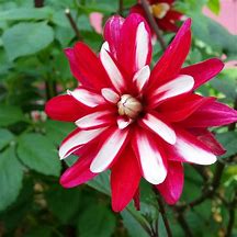 Image result for Dahlia Night Butterfly