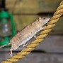 Image result for Chinese Western Zodiac Rat