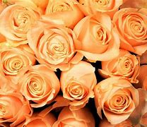 Image result for iPhone 6 Rose Gold