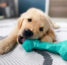 Image result for dogs toy for chew