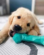 Image result for Dog Ate Chew Toy