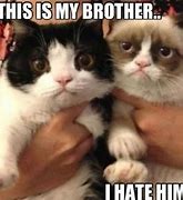 Image result for Pokey and Grumpy Cat Memes