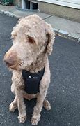 Image result for Dog-Walking Businesses Near Me