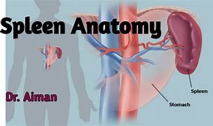 Image result for Accessory Spleen