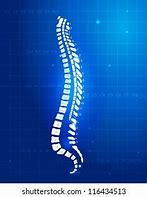 Image result for Lumbar Spine Nerve Roots Anatomy