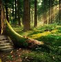 Image result for Old Realistic Forest Dark Mystical
