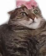 Image result for Cat Flower Meme