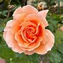 Image result for Can You Do Rose Hedges with Different Types of Hybrid Tea Roses