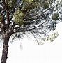 Image result for Pinus pinea