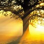 Image result for Tree 1920X1080