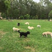 Image result for Puppy Tales Farmstay Tully