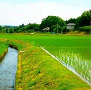 Image result for 田んぼの水の枯渇