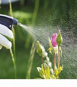 Image result for Best Pesticide