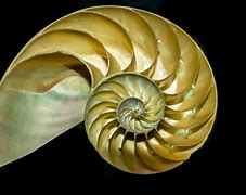 Image result for Golden Ratio Shell