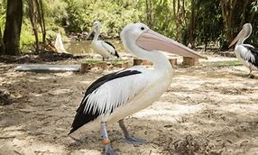 Image result for Beach Habitat Pelican
