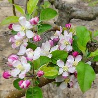 Image result for Honeycrisp and Pink Lady Apple Combo Tree