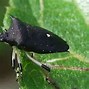 Image result for Black Stink Bug