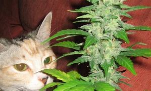 Image result for Marijuana Cat