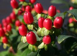 Image result for Hypericum x inodorum MAGICAL  Red Fame