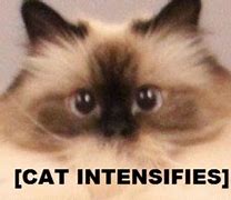 Image result for Cat Intensifies Meme