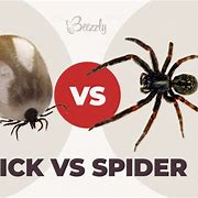 Image result for Tick vs Spider