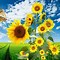 Image result for Preppy Butterfly Sunflower Wallpaper