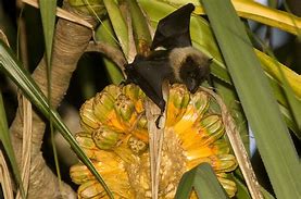 Image result for Flying Fox Eating Fruit